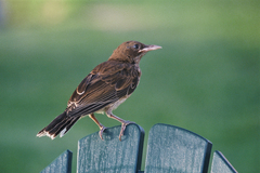 Pearly-eyed Thrasher